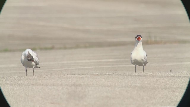 Caspian Tern - ML362936541