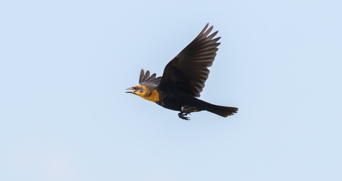 Yellow-headed Blackbird - Nick Pulcinella