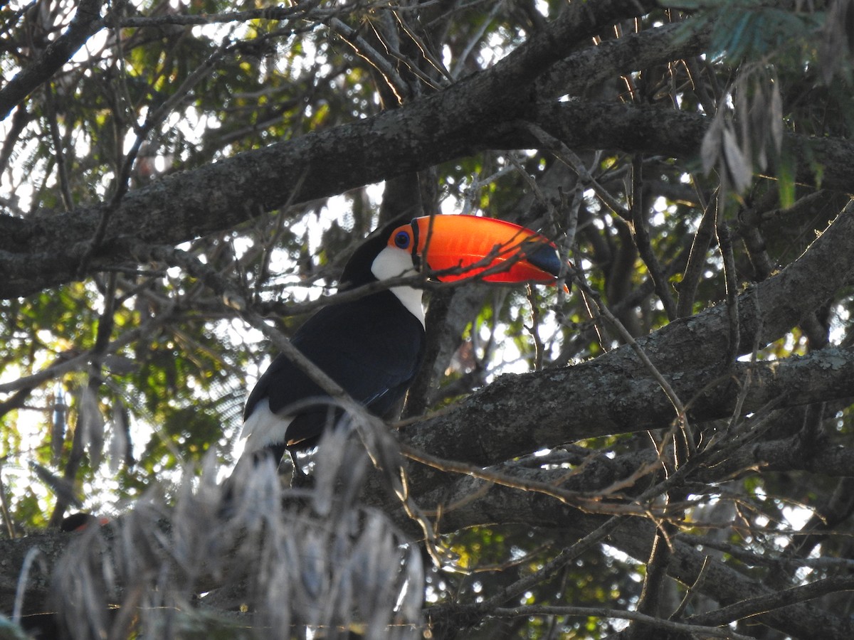 Toucan toco - ML362938881