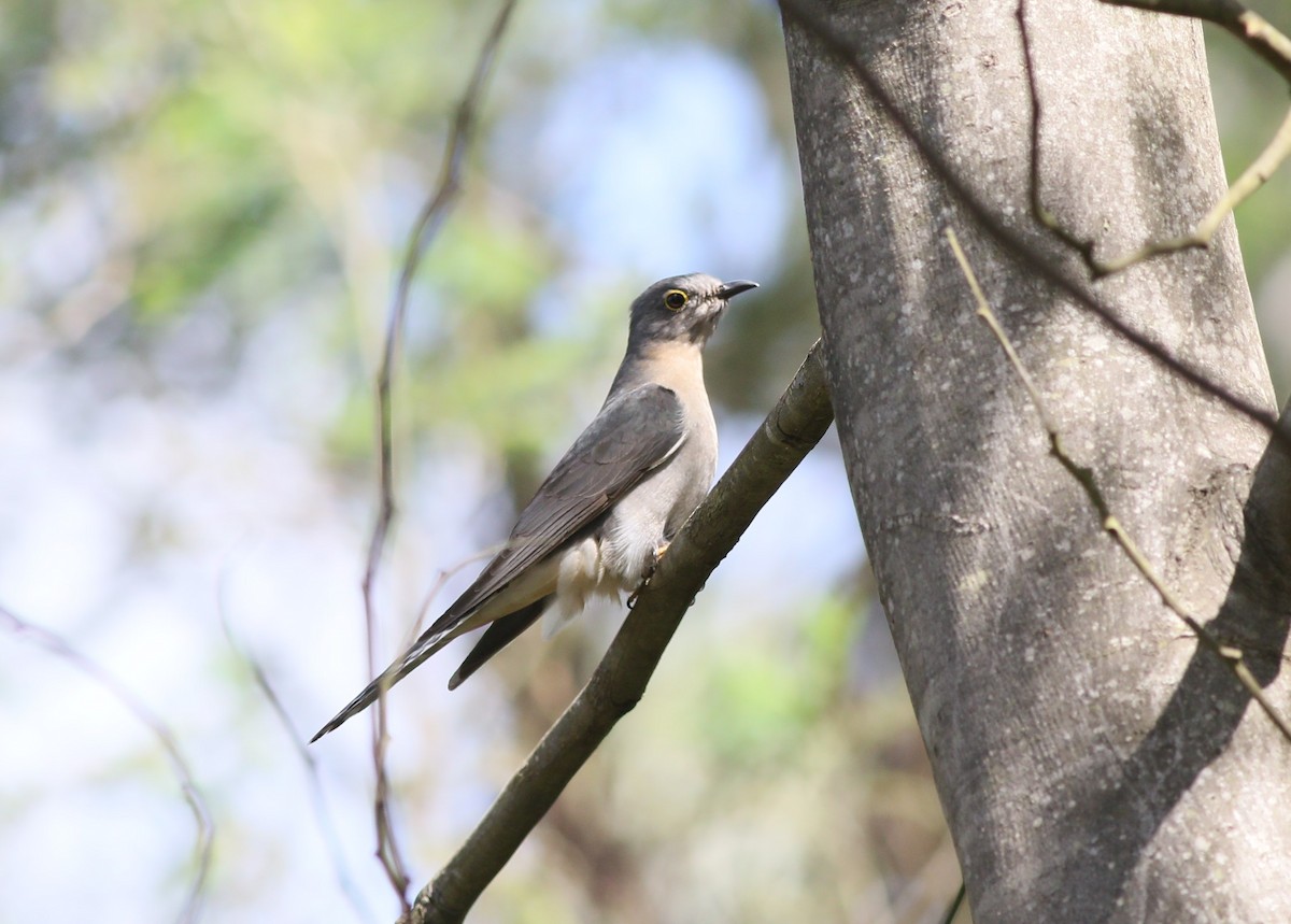 Fan-tailed Cuckoo - ML362939381