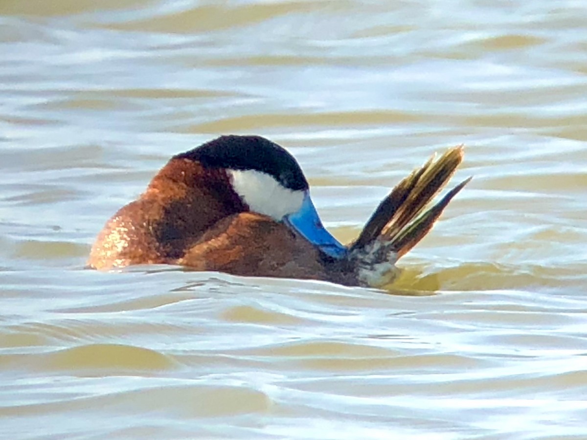 Ruddy Duck - ML362940821