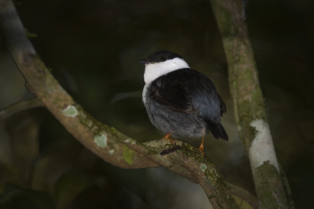 White-bearded Manakin - Gonzalo Camiletti