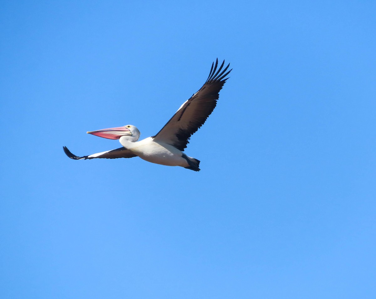 Australian Pelican - Paul Dobbie