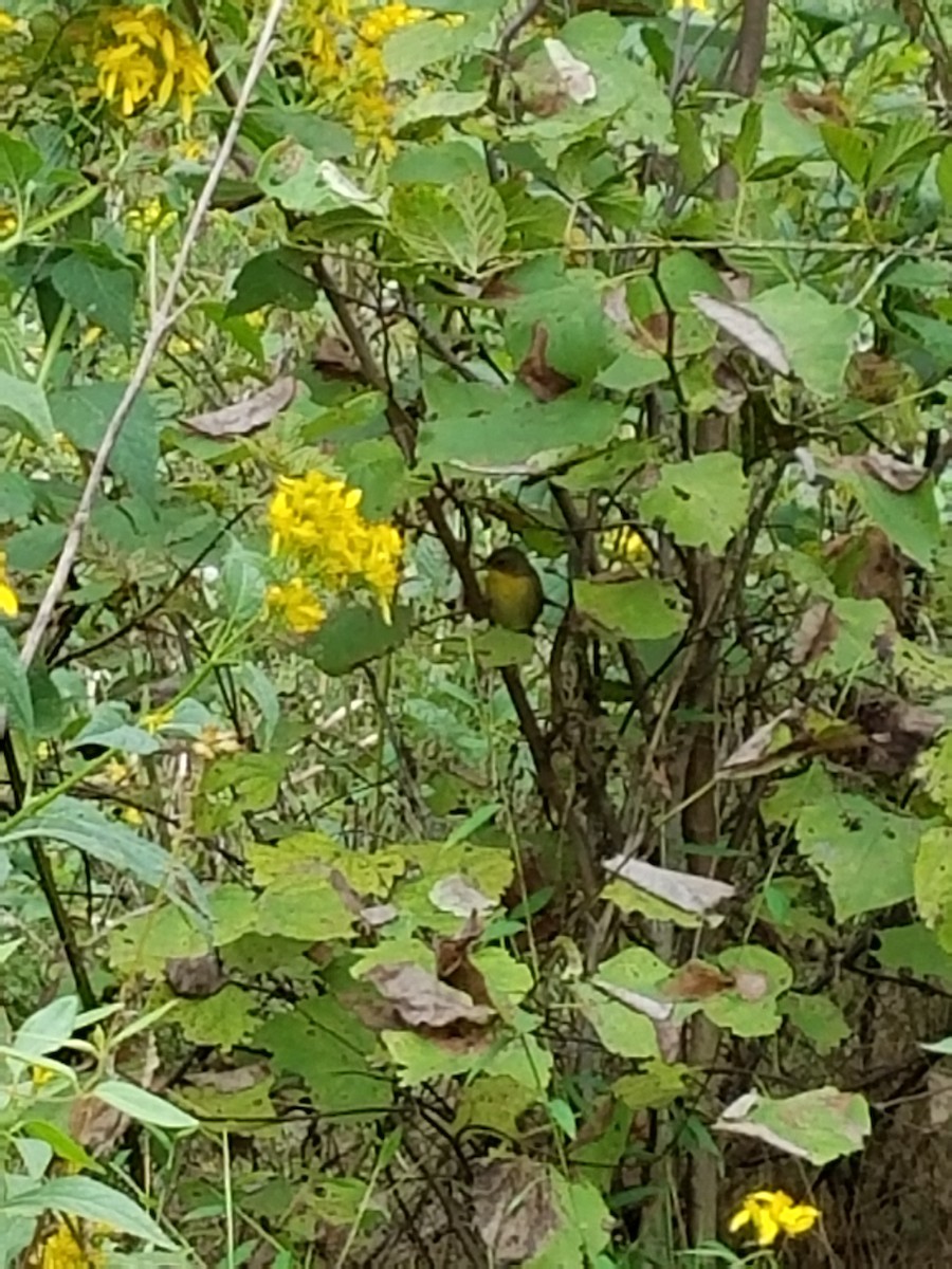 Common Yellowthroat - ML36294311