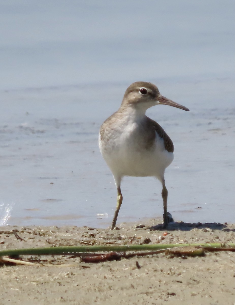 Spotted Sandpiper - ML362943341