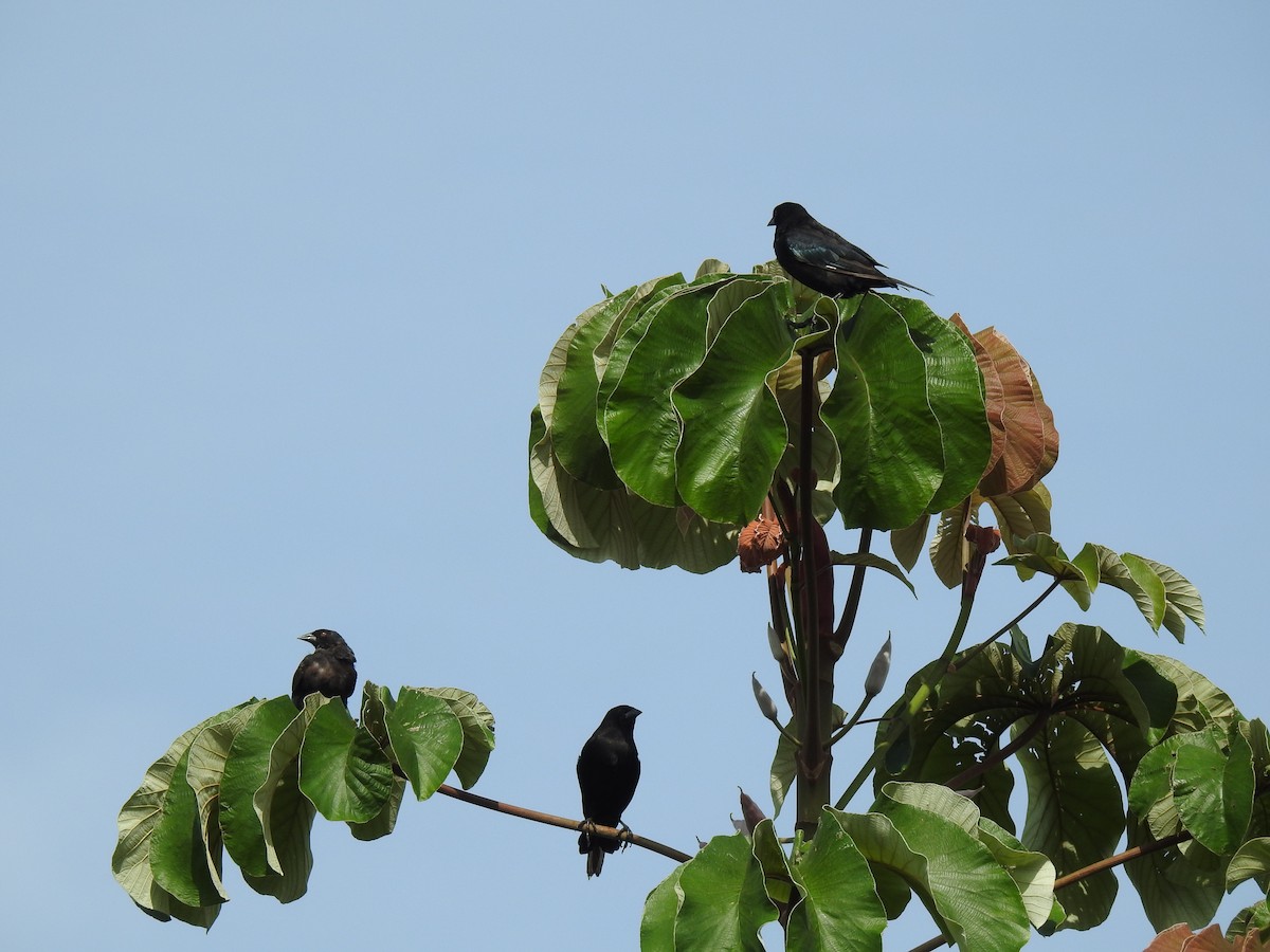 Bronzed Cowbird - ML362943551