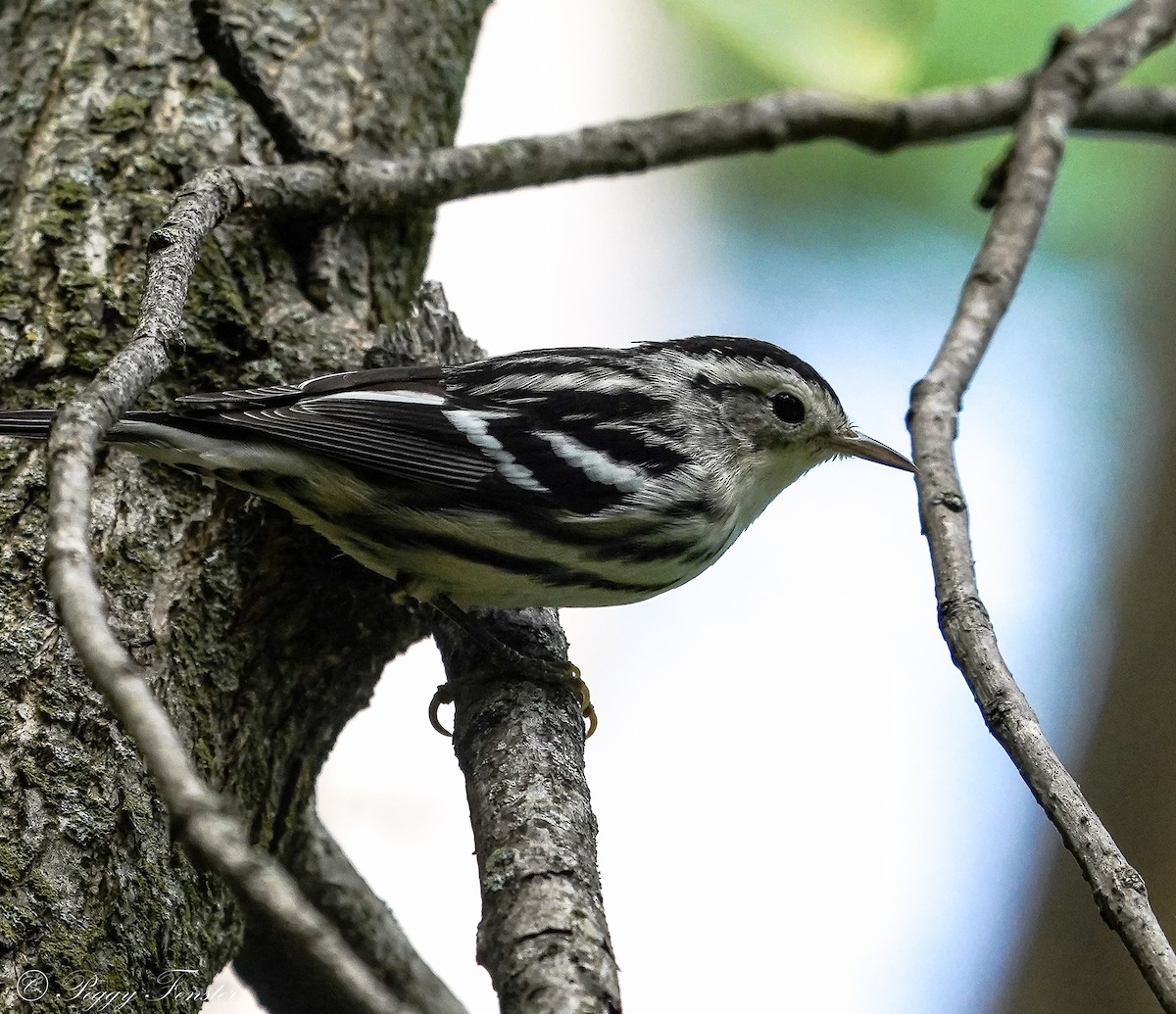Black-and-white Warbler - ML362943711