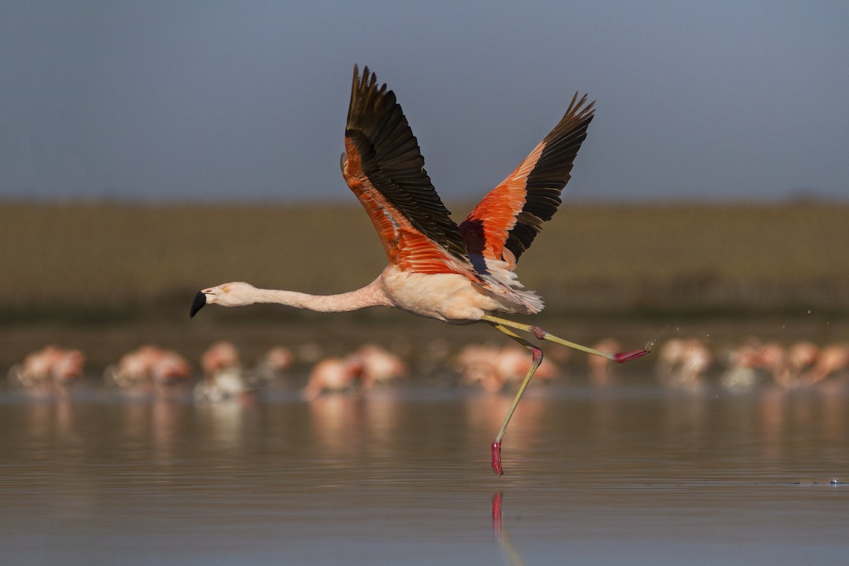 Chilean Flamingo - Gonzalo Camiletti