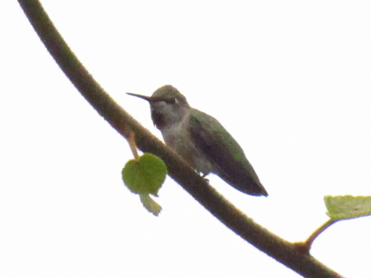 Anna's Hummingbird - ML362944671
