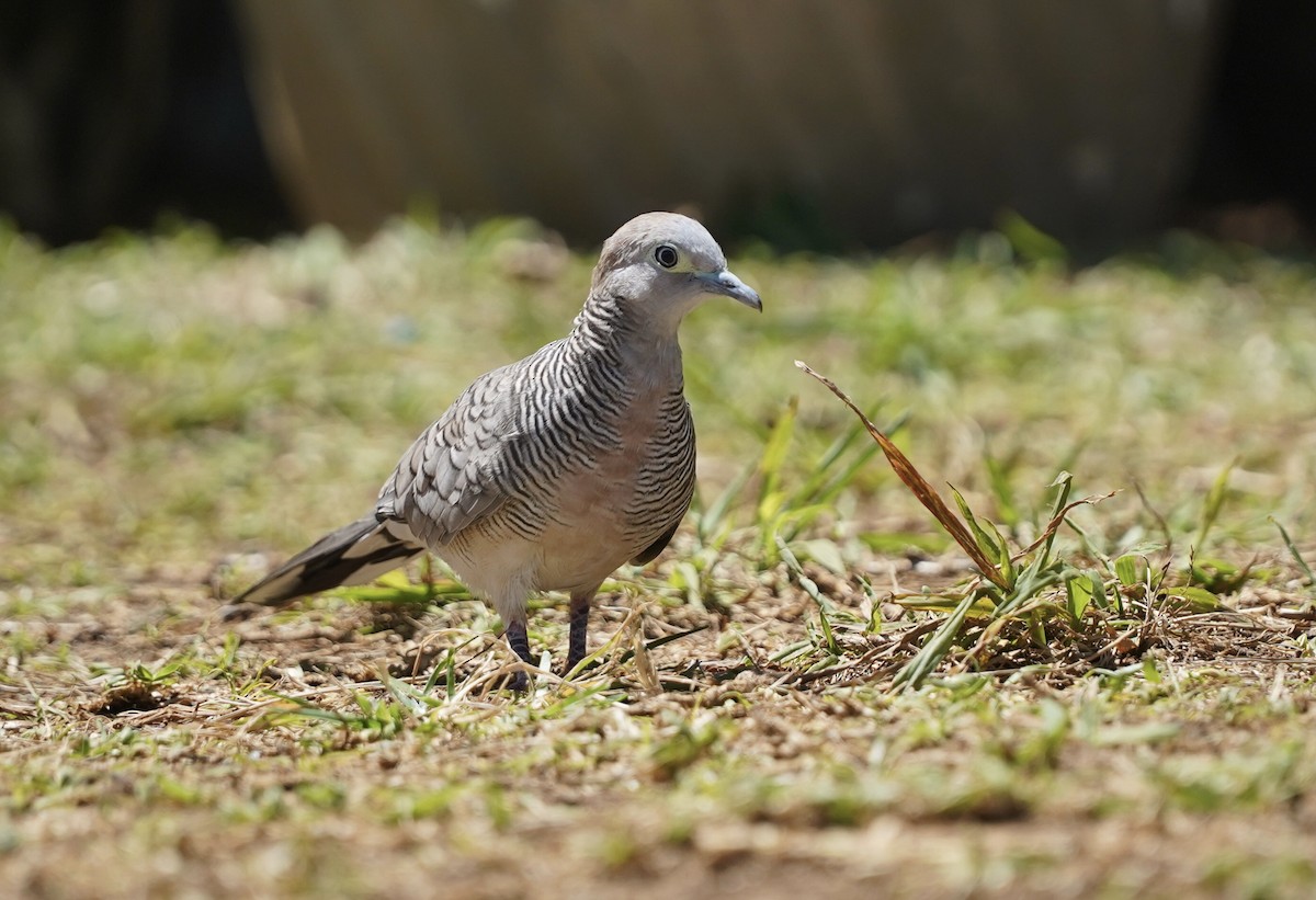 Zebra Dove - ML362945011