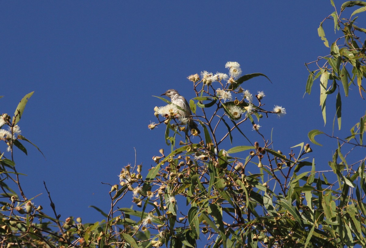 Bar-breasted Honeyeater - Stuart Pickering