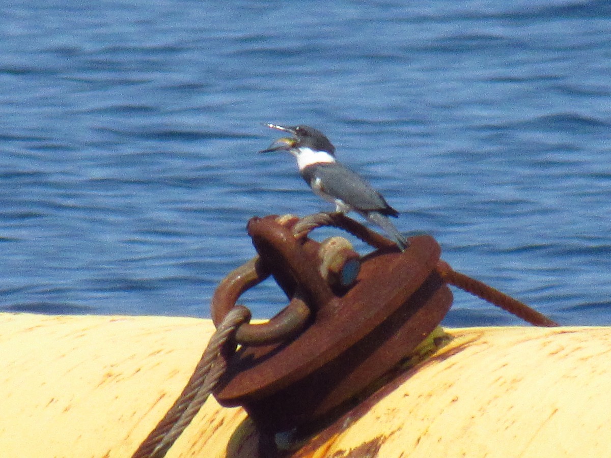 Belted Kingfisher - ML362946631