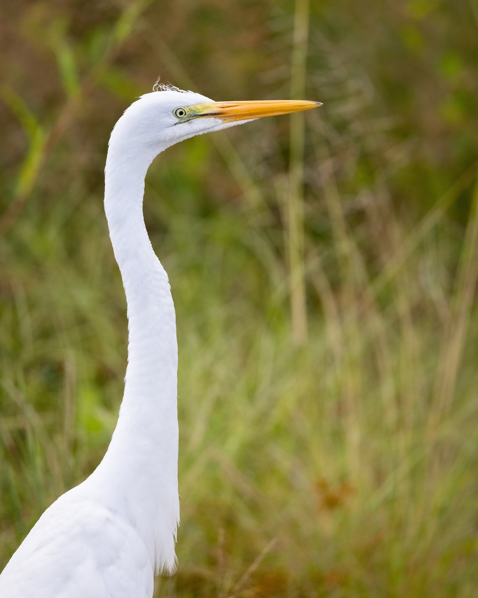 ダイサギ - ML362946791