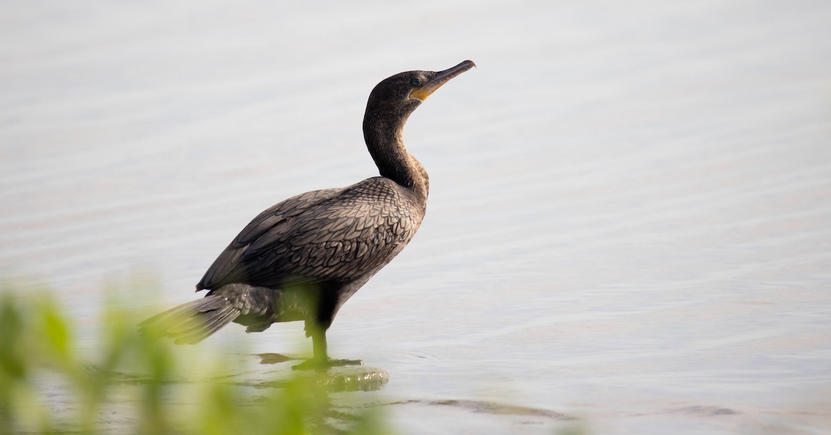 Cormorán Biguá - ML362947761