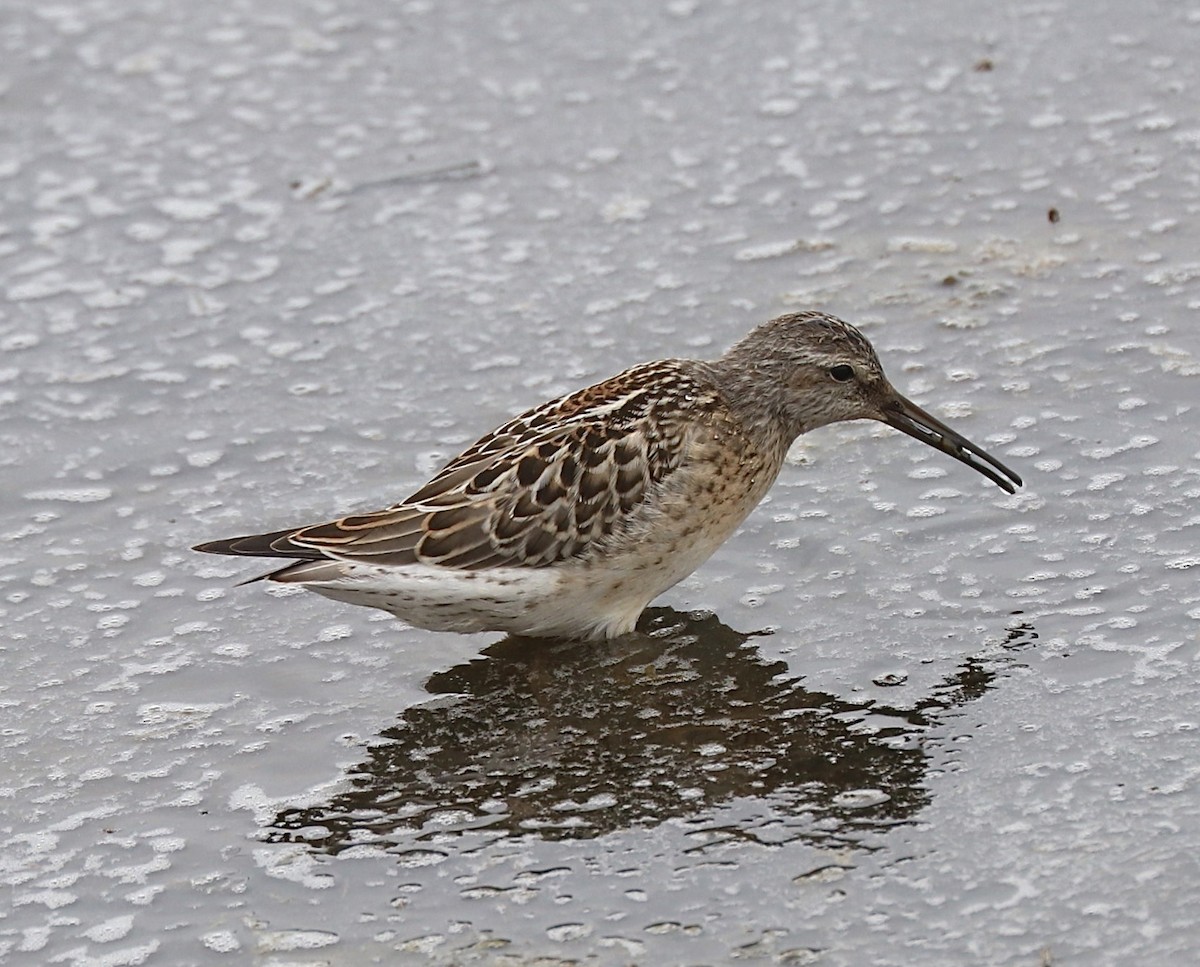 Stilt Sandpiper - ML362947961