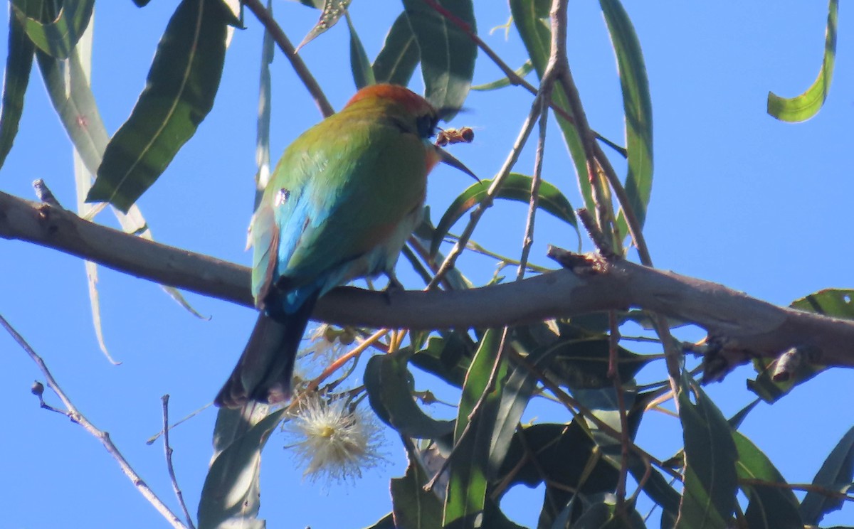 Rainbow Bee-eater - ML362948101