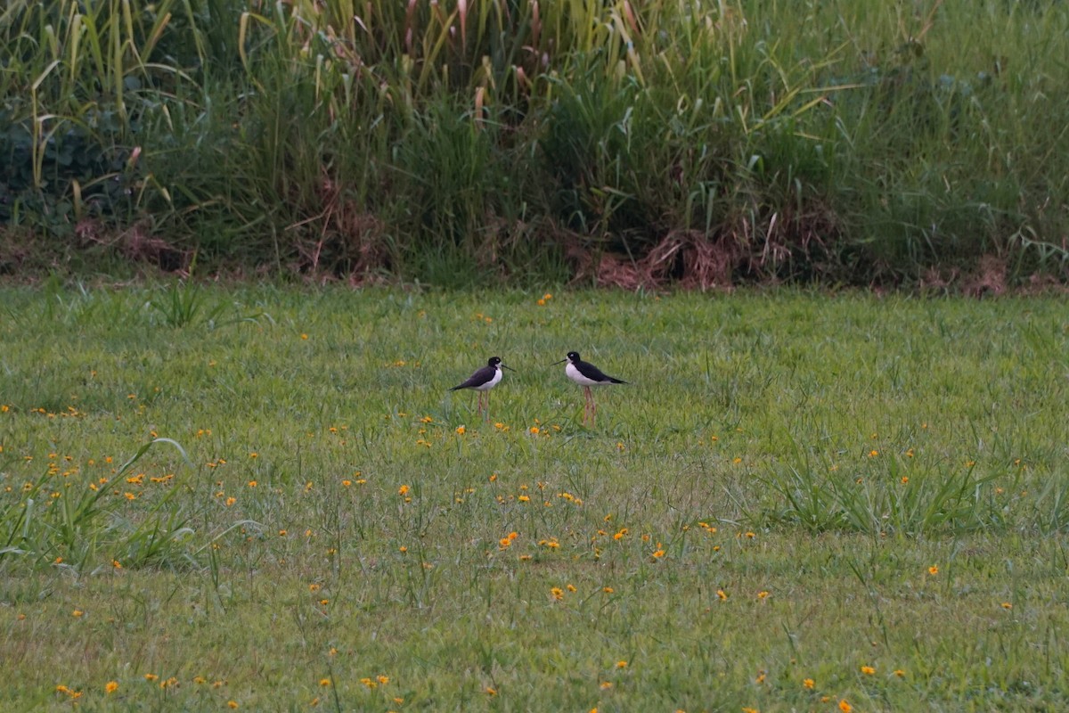 Black-necked Stilt - ML362949041