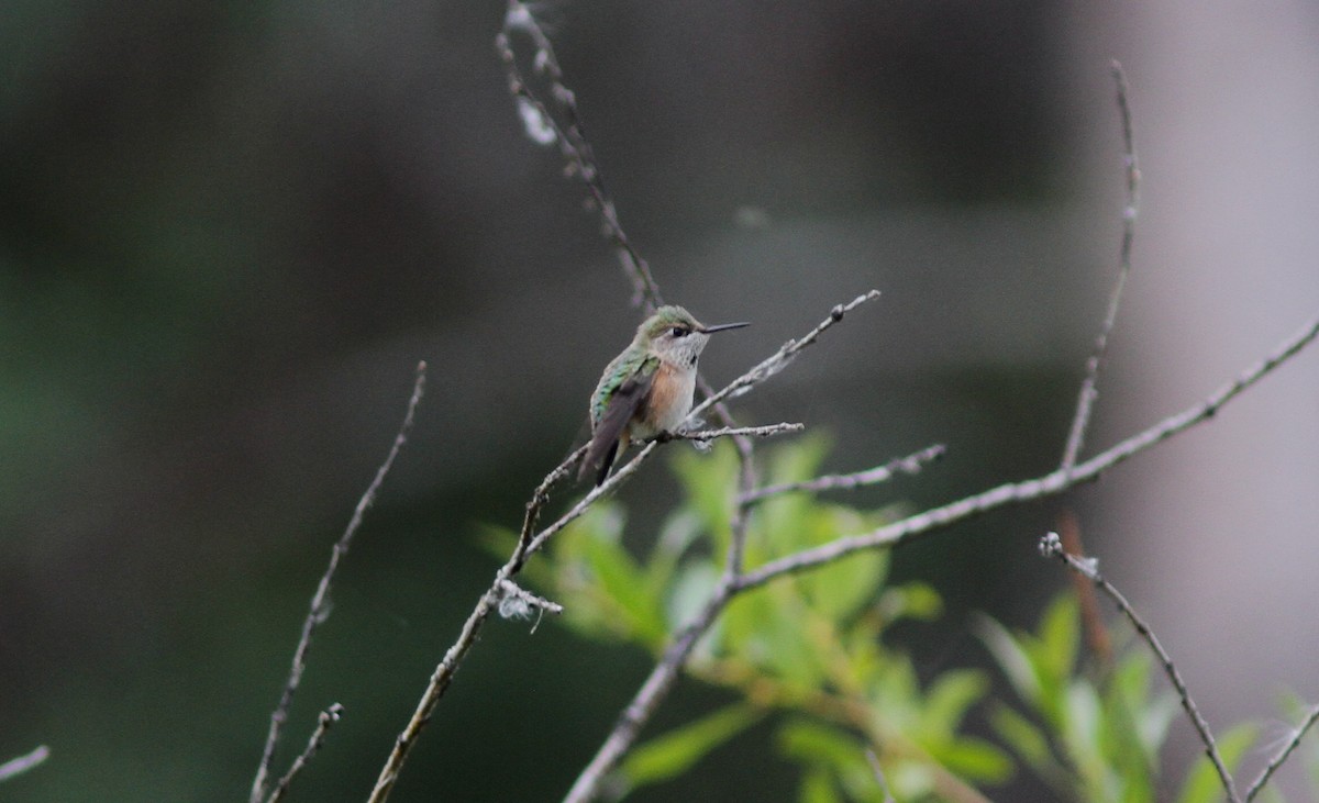 Rufous Hummingbird - ML362951241