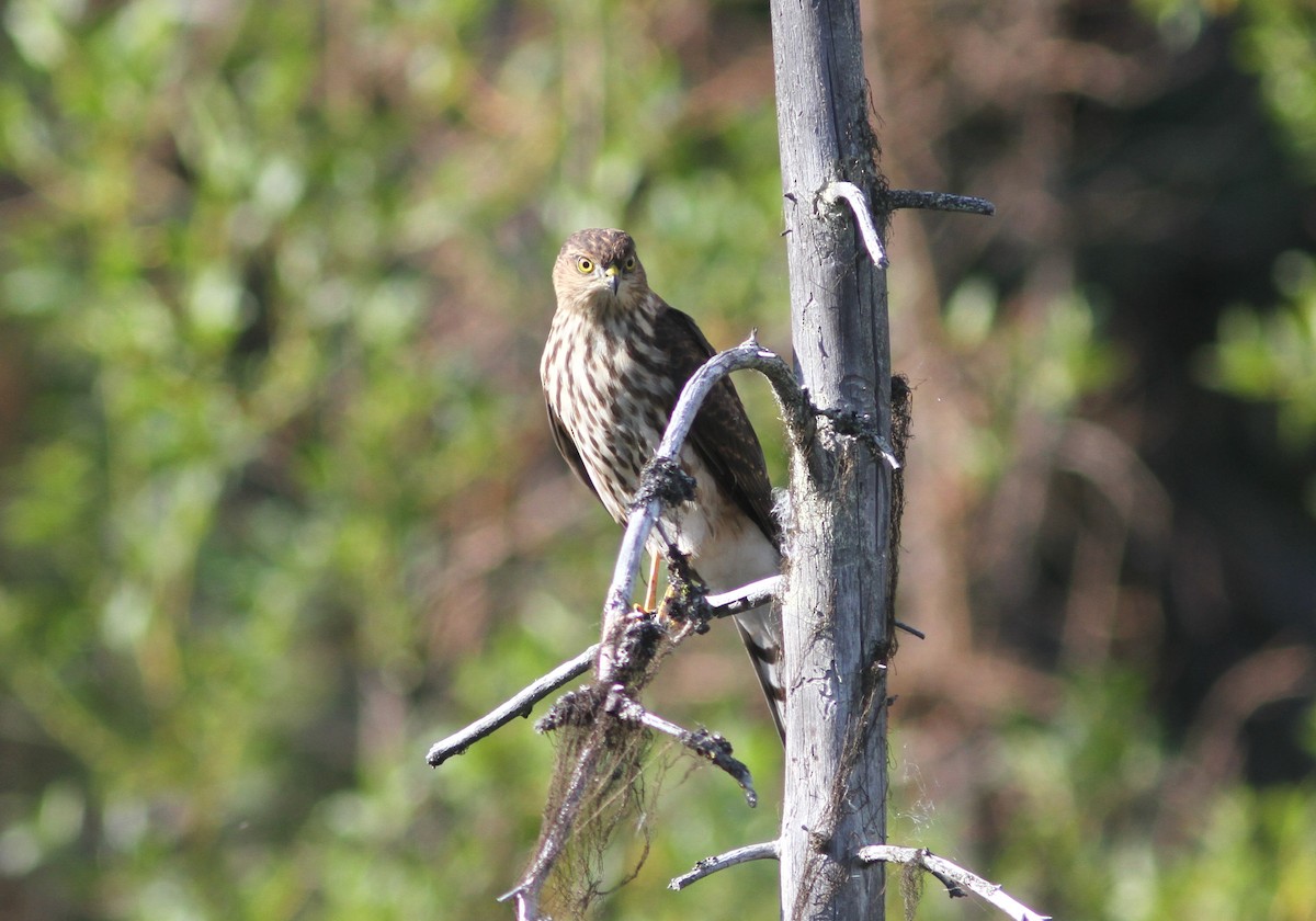 Sharp-shinned Hawk - ML362951351