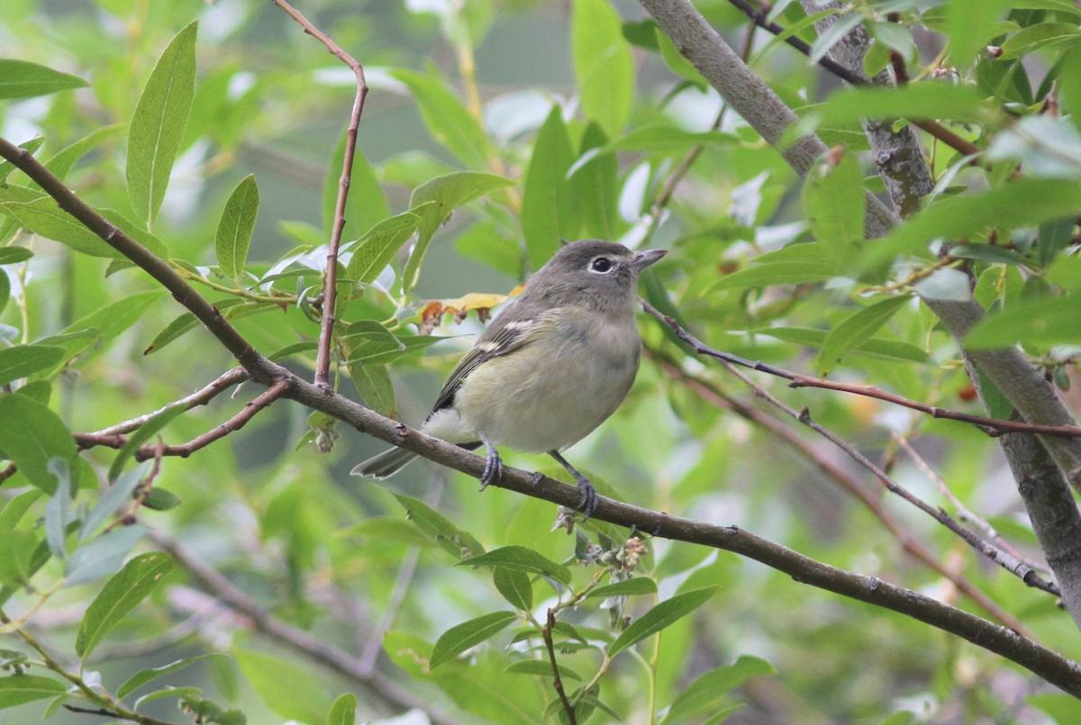 Cassin's Vireo - ML362951431