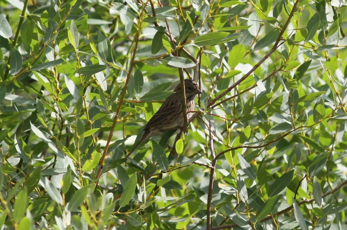 Lincoln's Sparrow - ML362951521