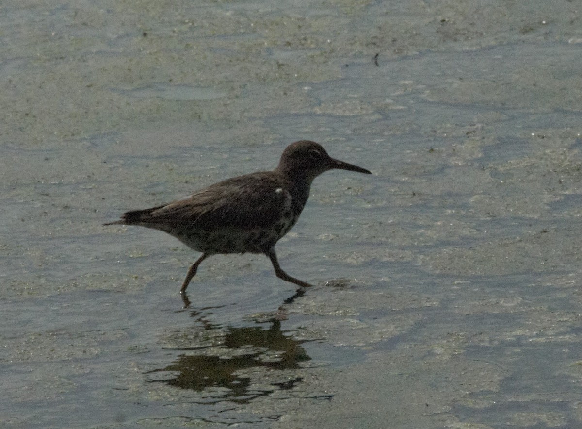 Spotted Sandpiper - Jessy Lopez Herra