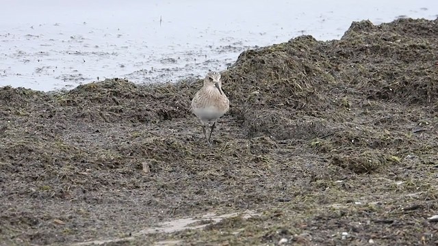 Baird's Sandpiper - ML362954461