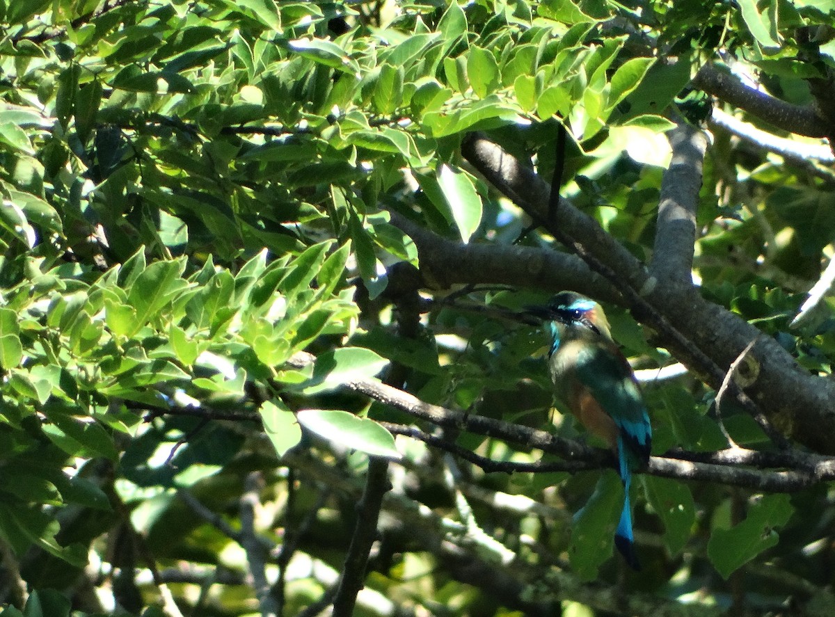 Turquoise-browed Motmot - ML36295811