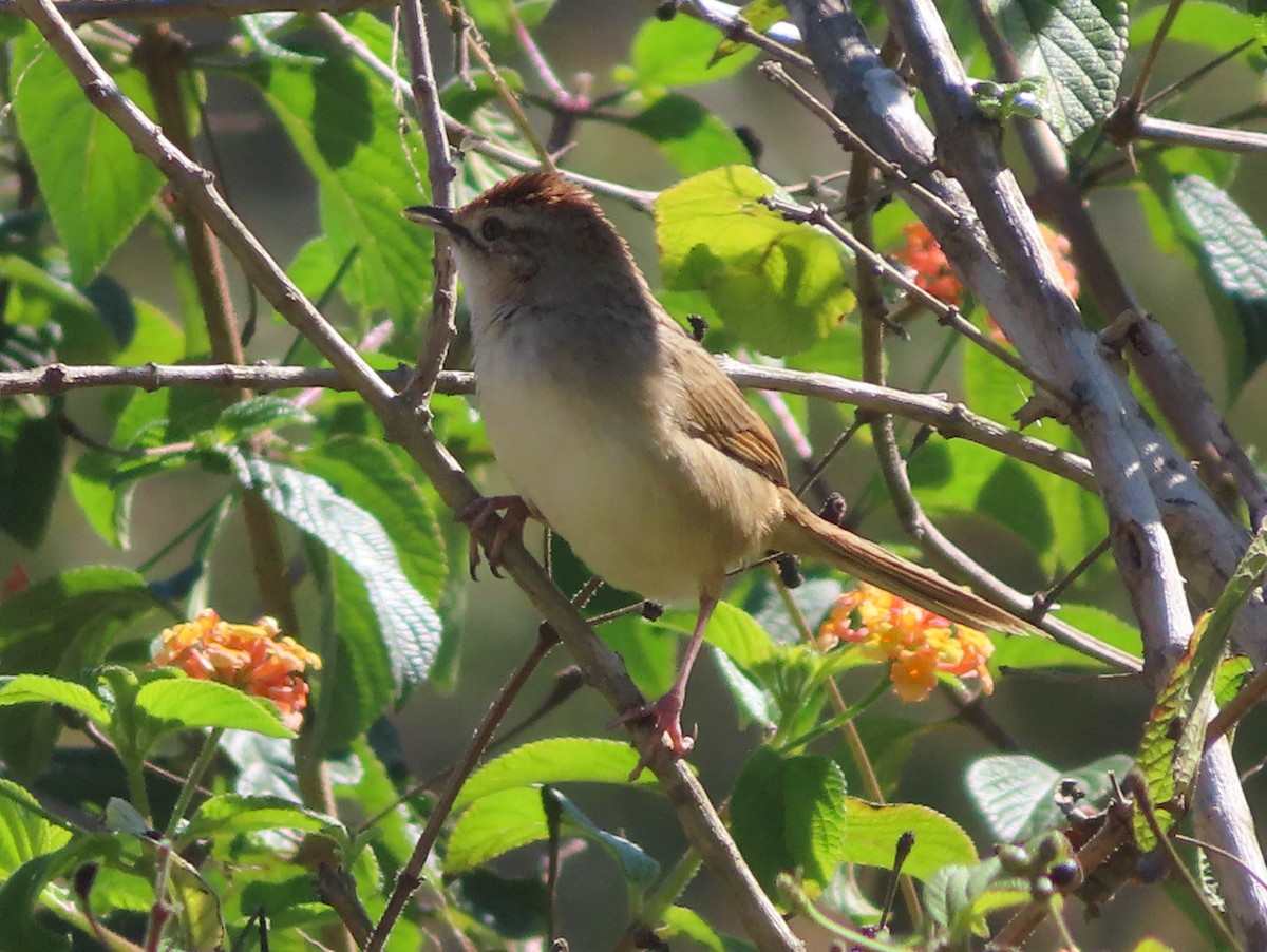 Tawny Grassbird - Paul Dobbie