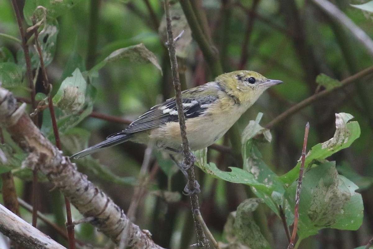 Bay-breasted Warbler - ML362958231