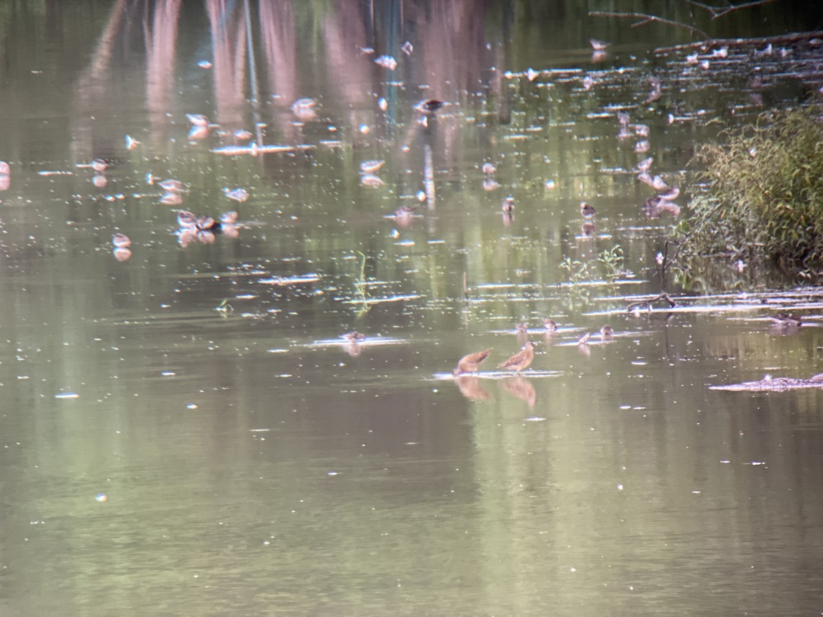 Short-billed Dowitcher - ML362958681