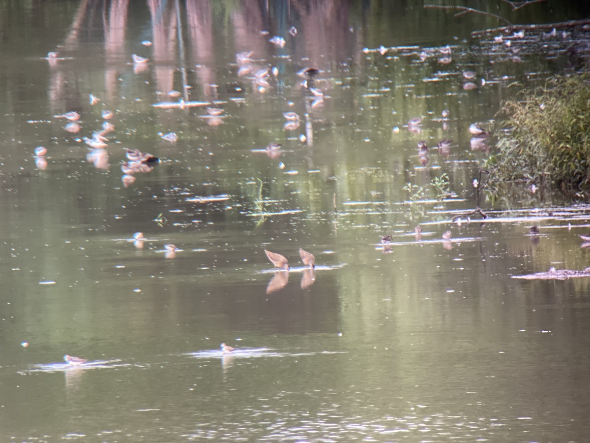 Short-billed Dowitcher - ML362958691