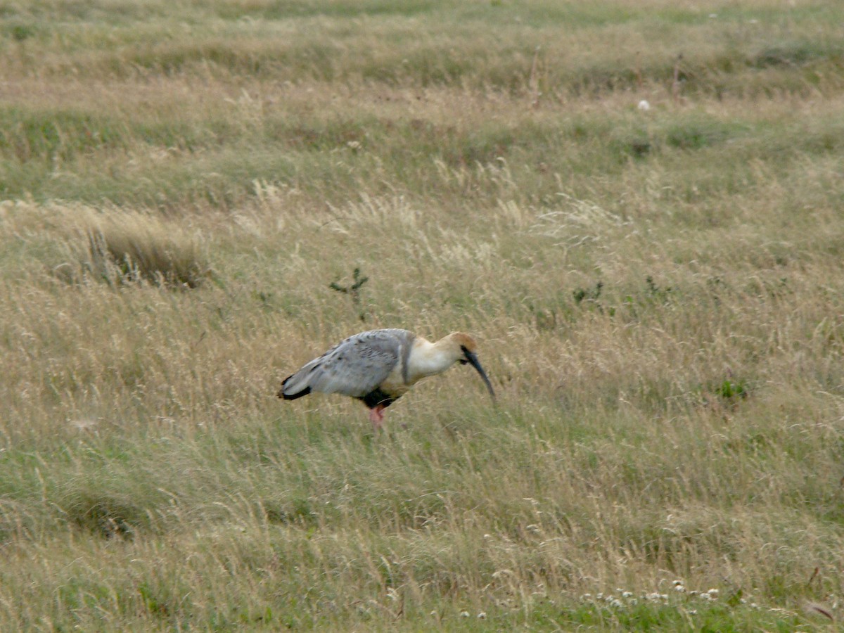 Black-faced Ibis - ML362959891