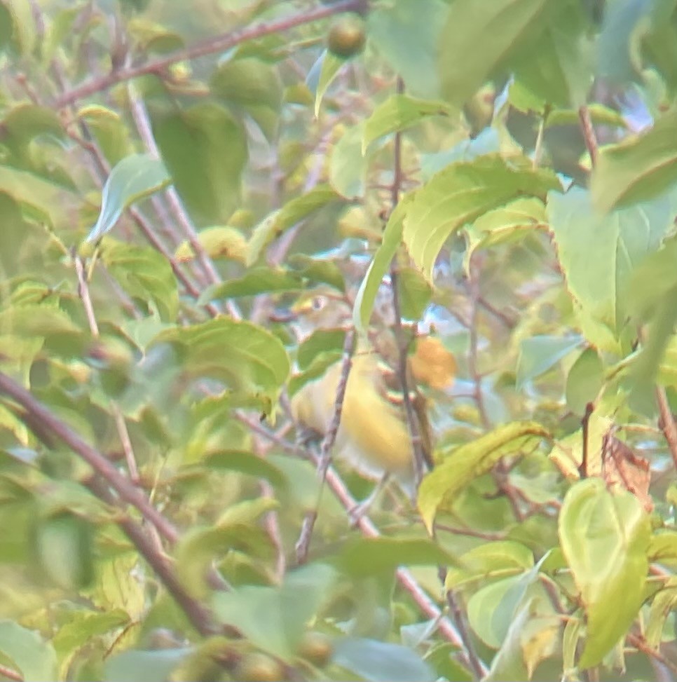 White-eyed Vireo - Andrew Gaerte