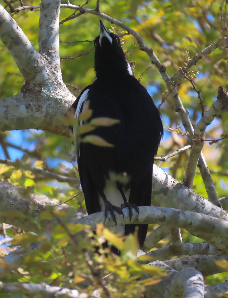 Australian Magpie - ML362961551