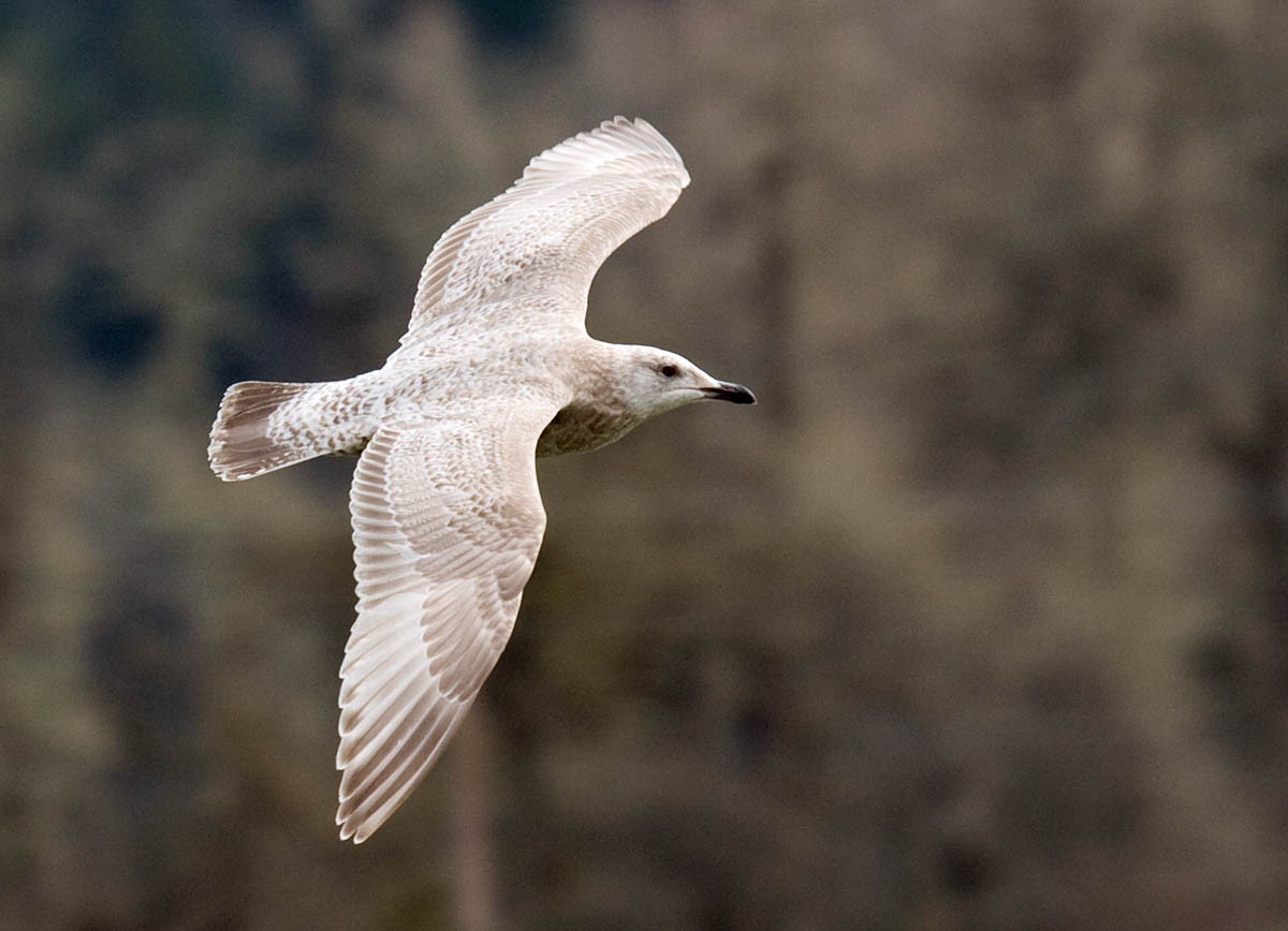 Iceland Gull (Thayer's) - ML36296291