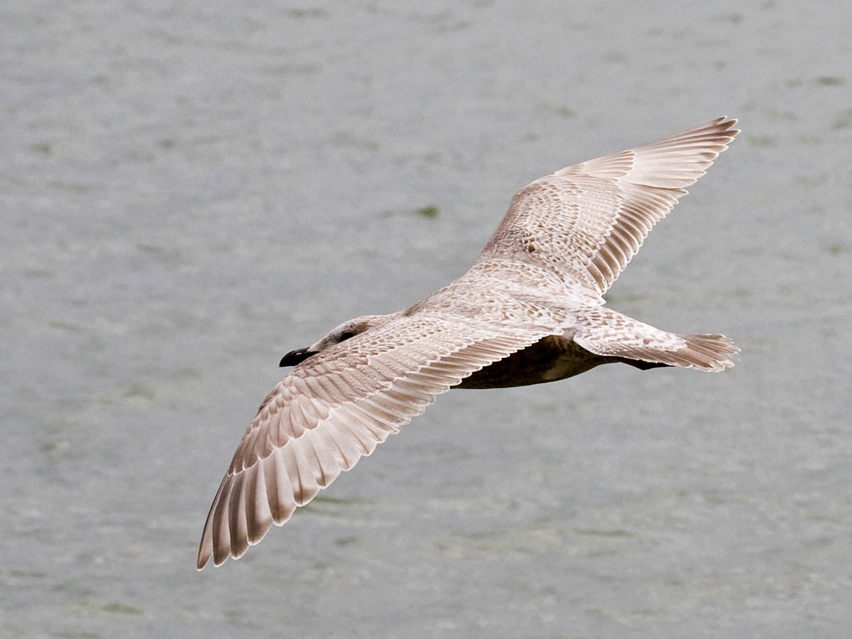 Iceland Gull (Thayer's) - ML36296301