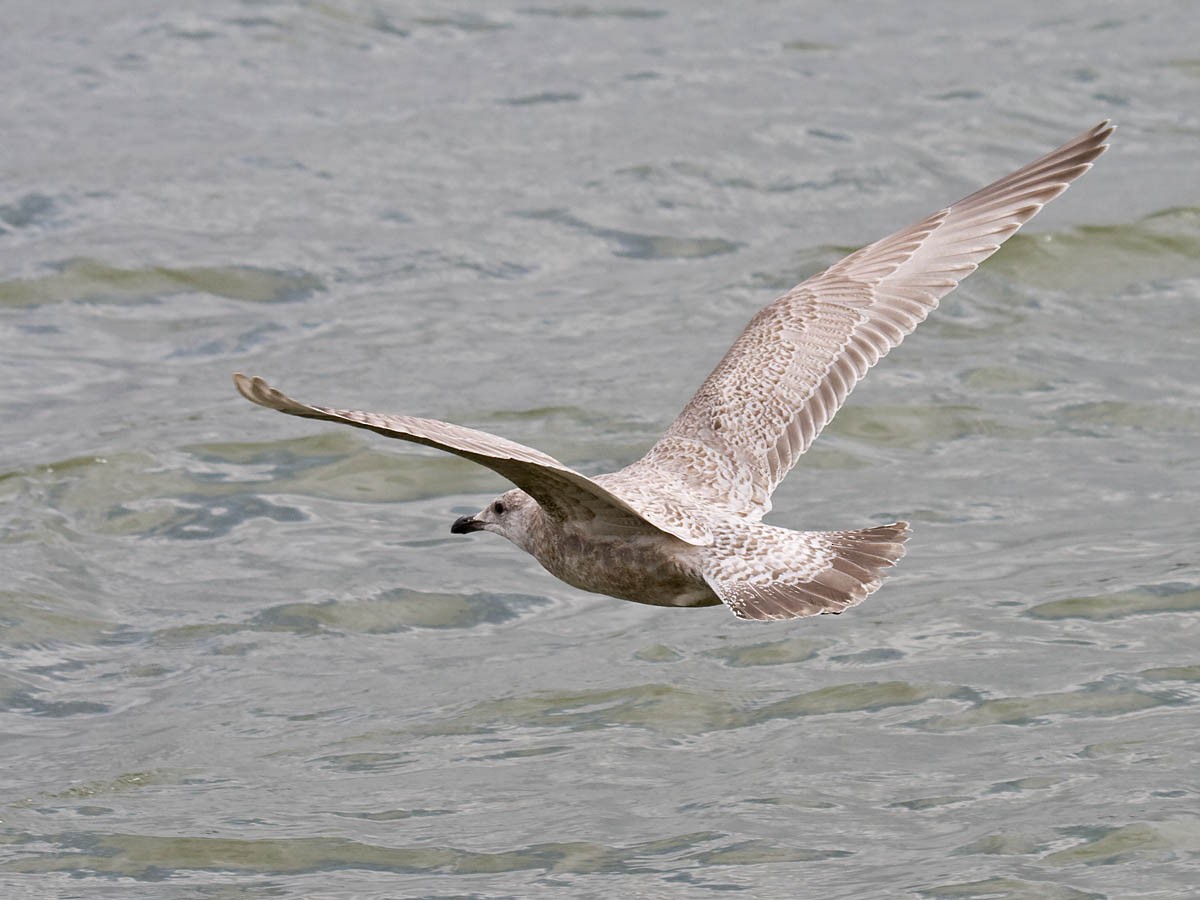 Iceland Gull (Thayer's) - Greg Gillson