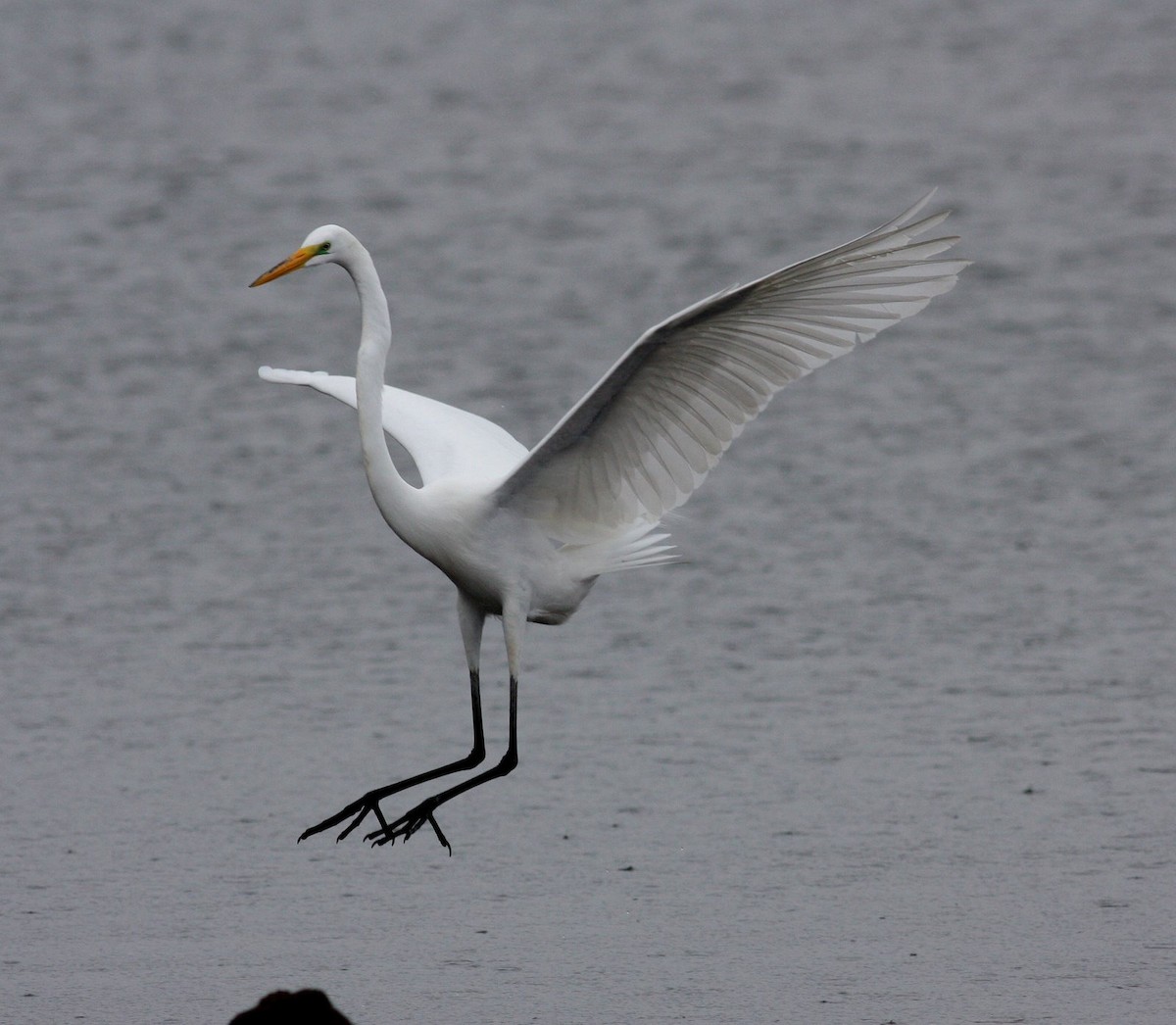 Great Egret - Jay McGowan