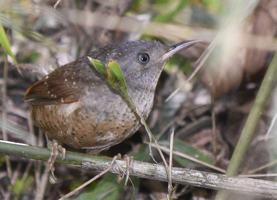 Spotted Bamboowren - federico nagel