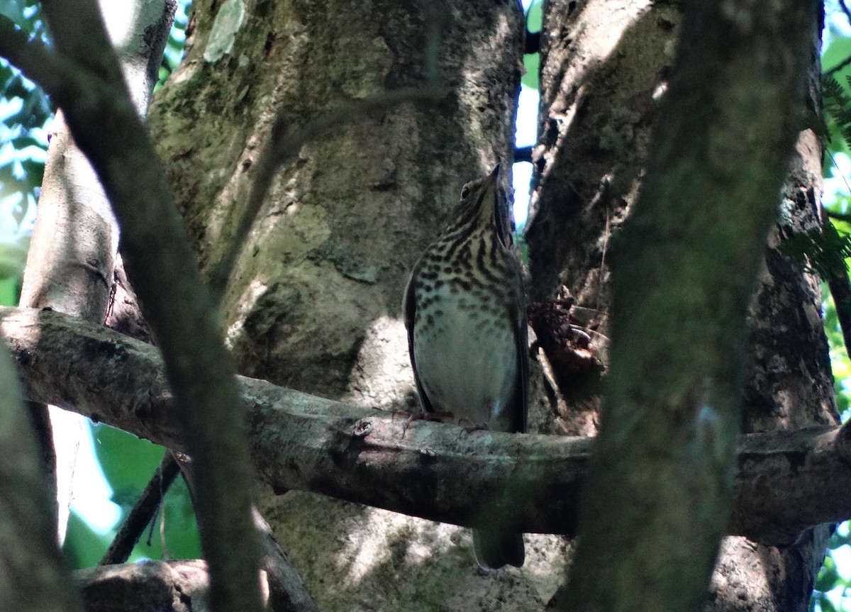 Swainson's Thrush - ML36296621