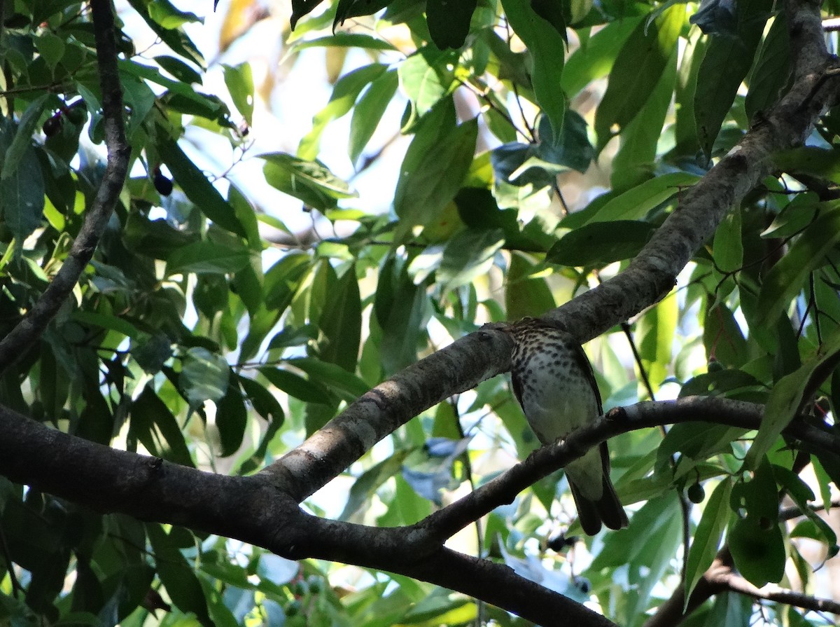 Swainson's Thrush - ML36296671