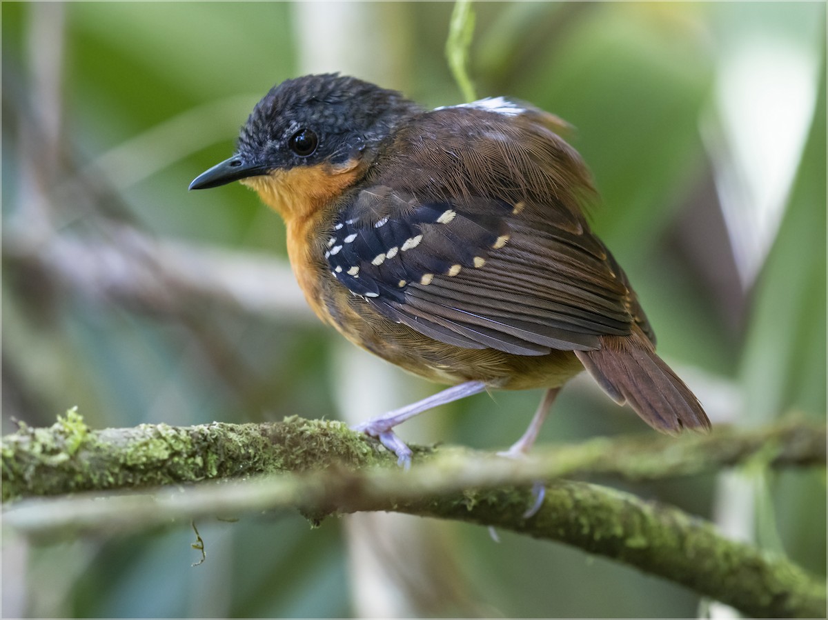 Zimmer's Antbird - Dušan Brinkhuizen