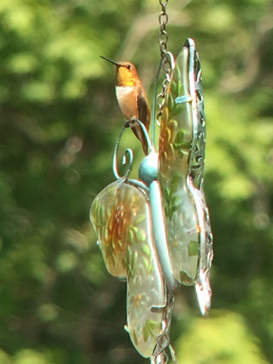 kalypta rezavolesklá - ML362970791