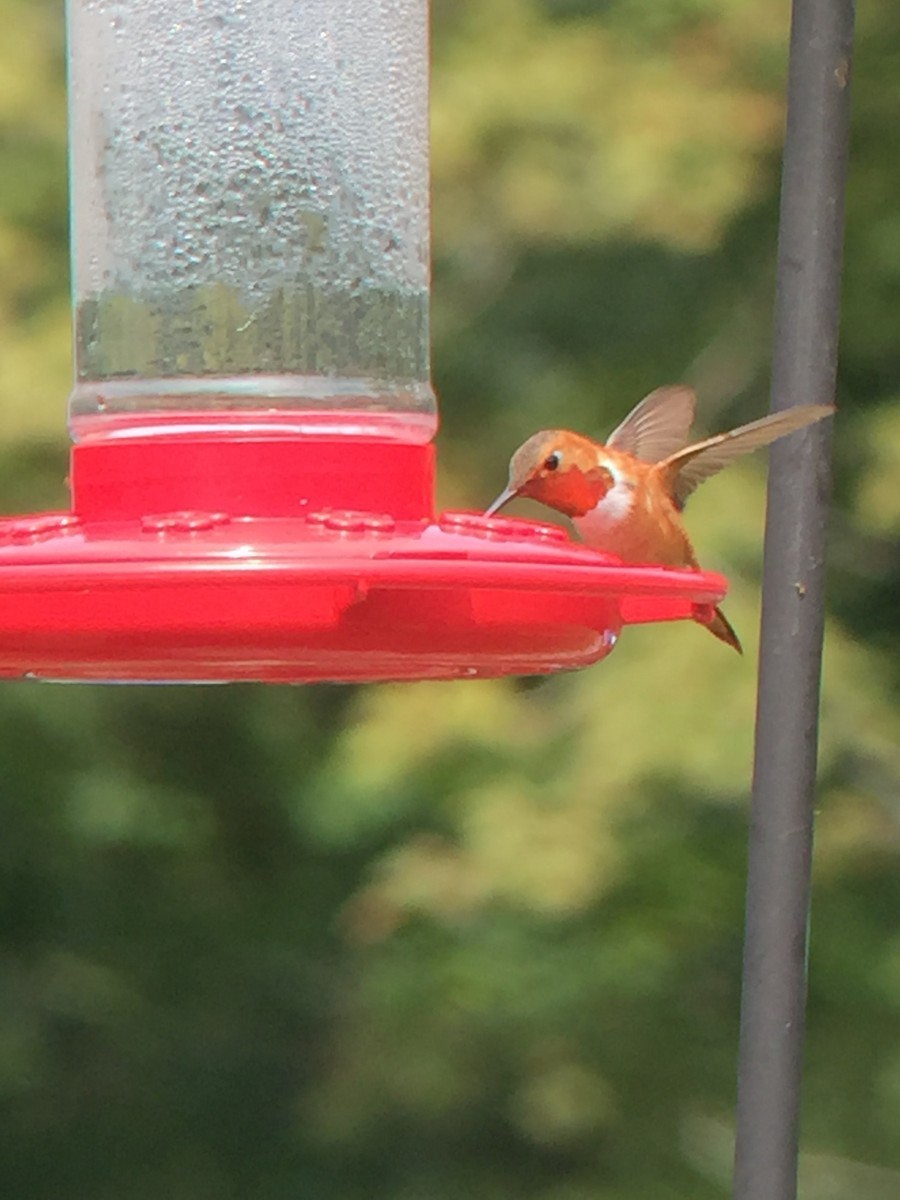 kalypta rezavolesklá - ML362970811