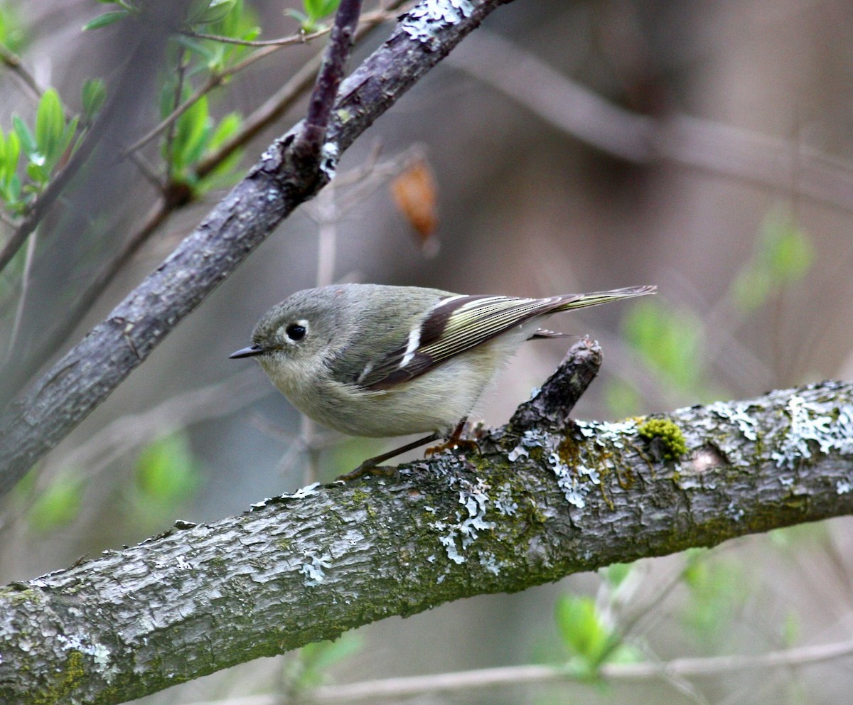 Ruby-crowned Kinglet - ML36297191