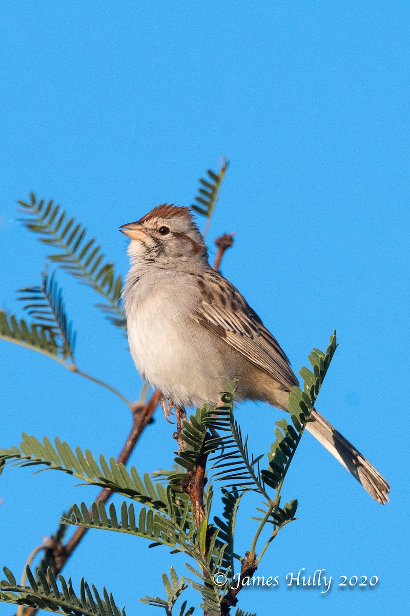 Rufous-winged Sparrow - ML362972031