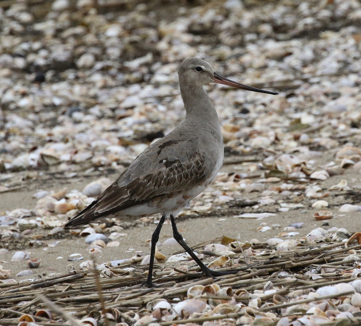 Hudsonian Godwit - Frank Mantlik