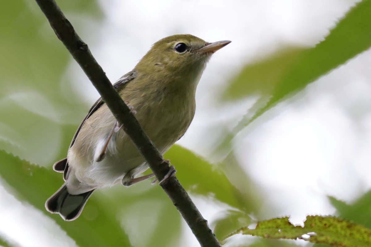 Bay-breasted Warbler - ML362972761