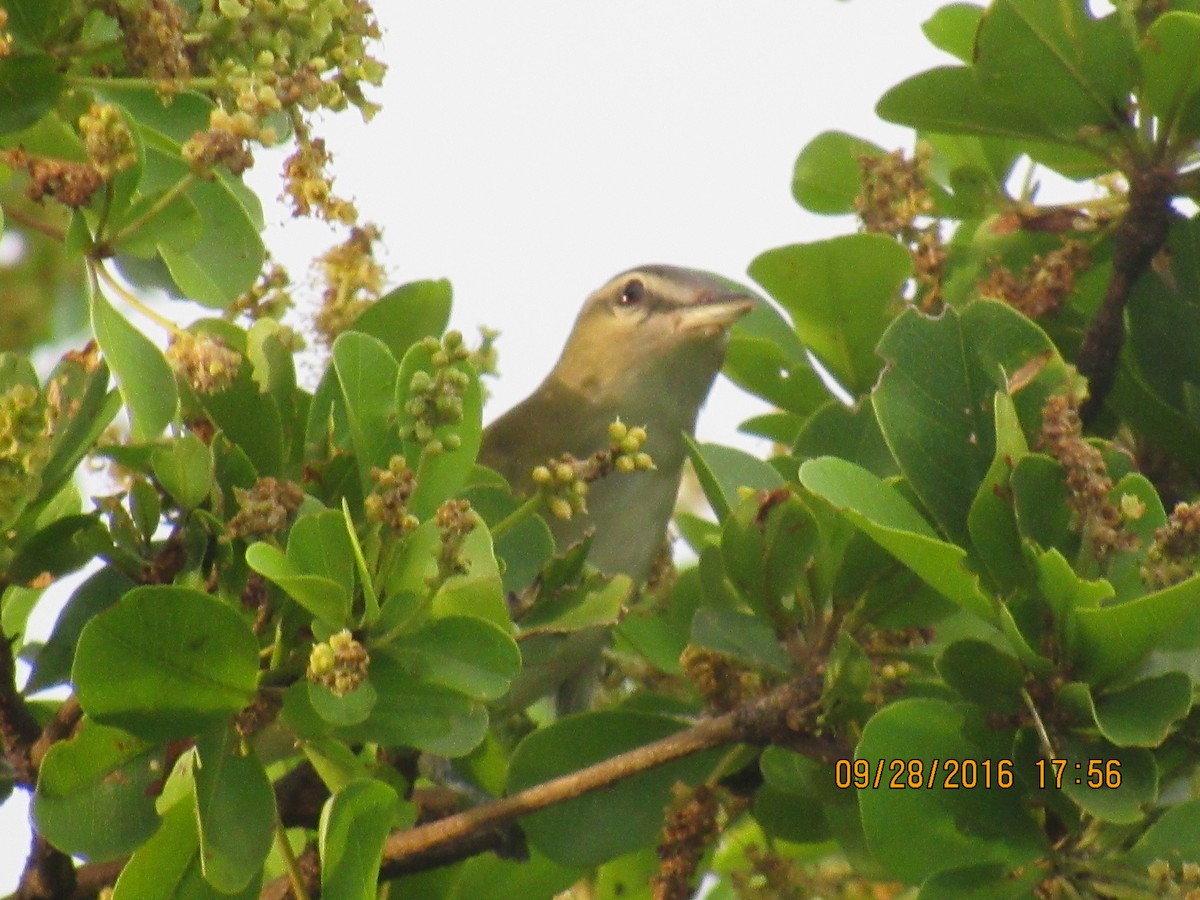 Black-whiskered Vireo - ML36297301